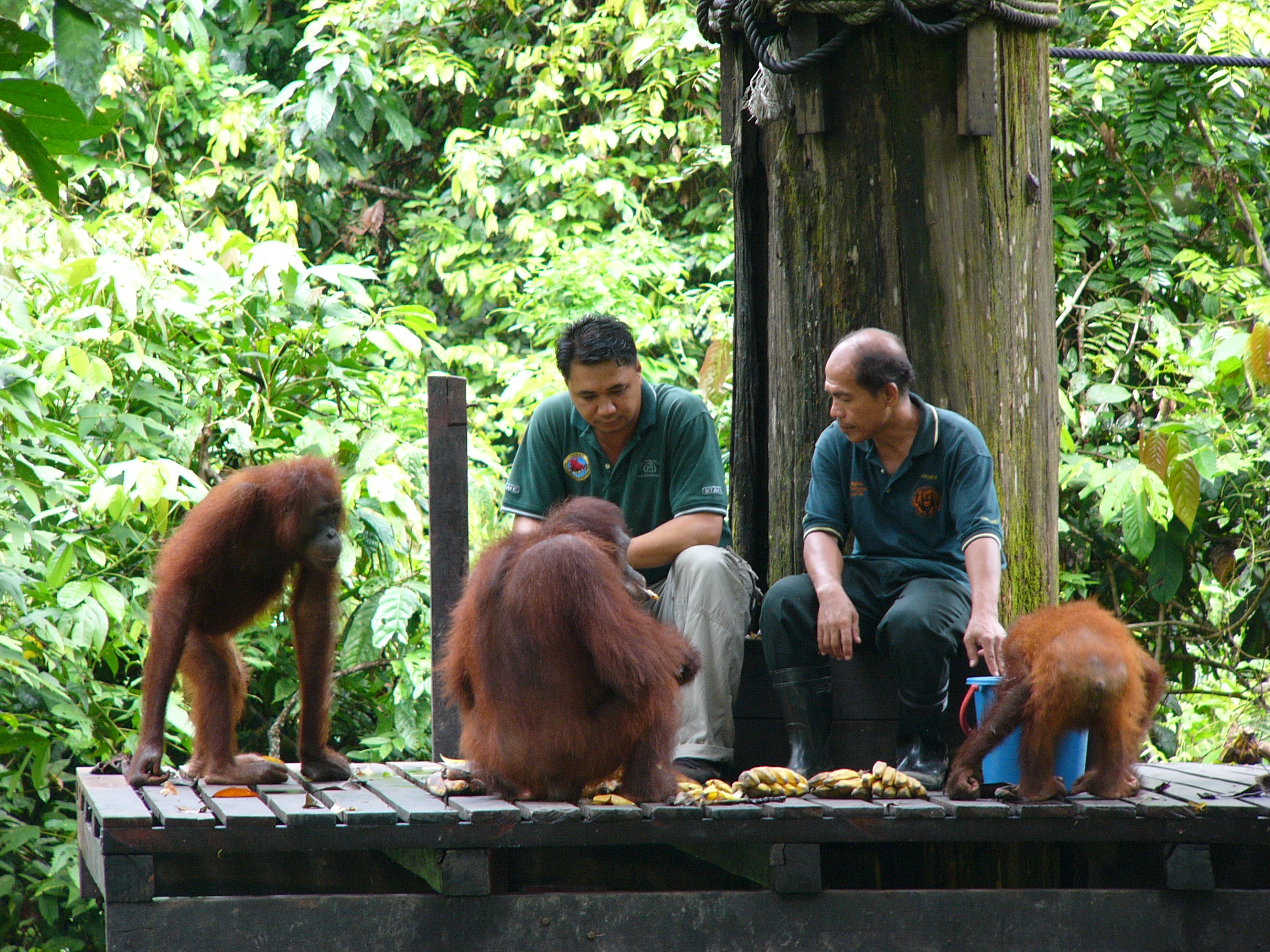 Sepilok Orangutan Rehabilitation Centre1
