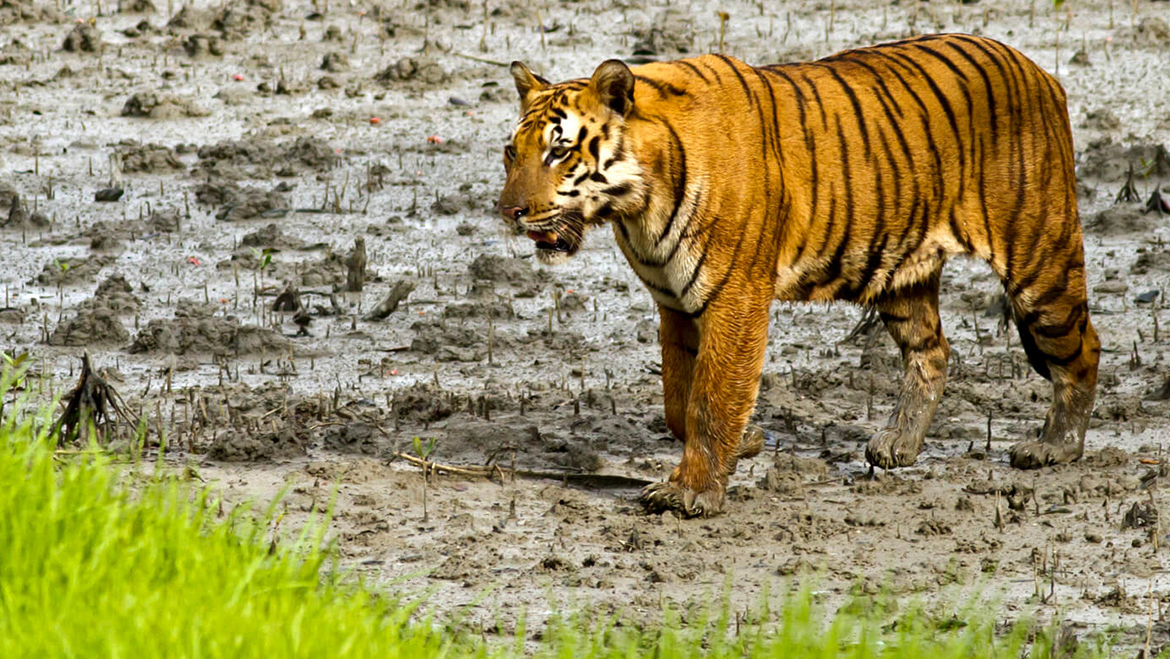 tracking tigers in sunderbans