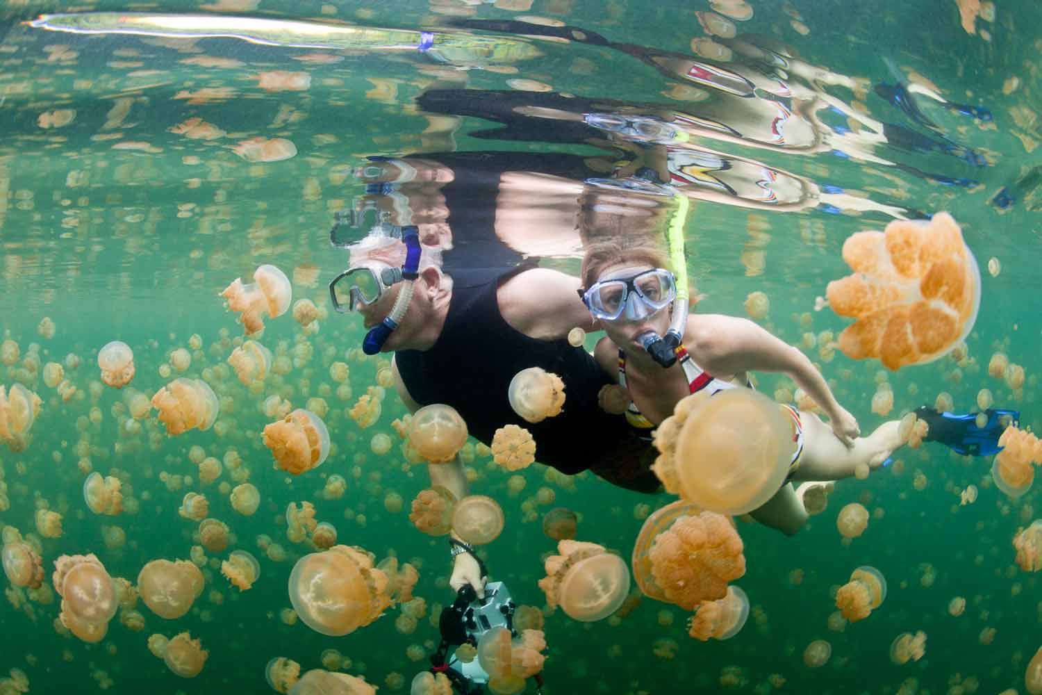 jellyfish lake 1