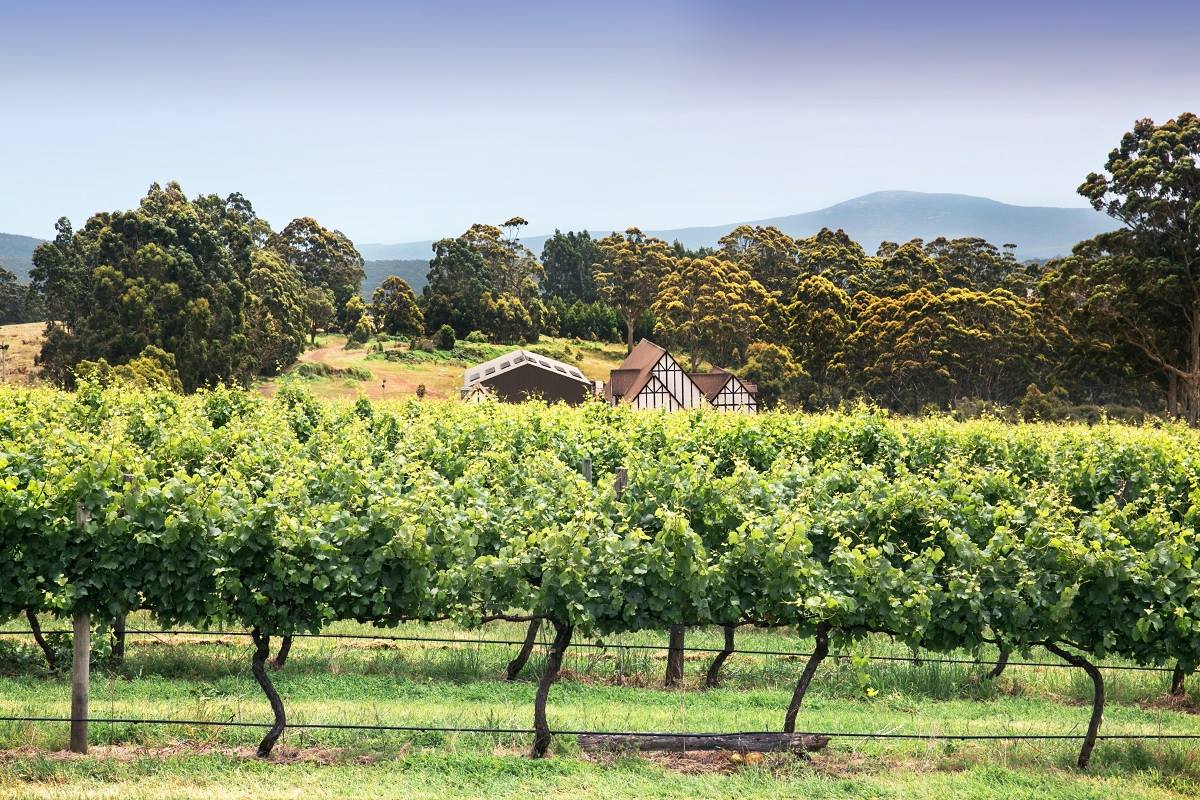 south australia's wine region