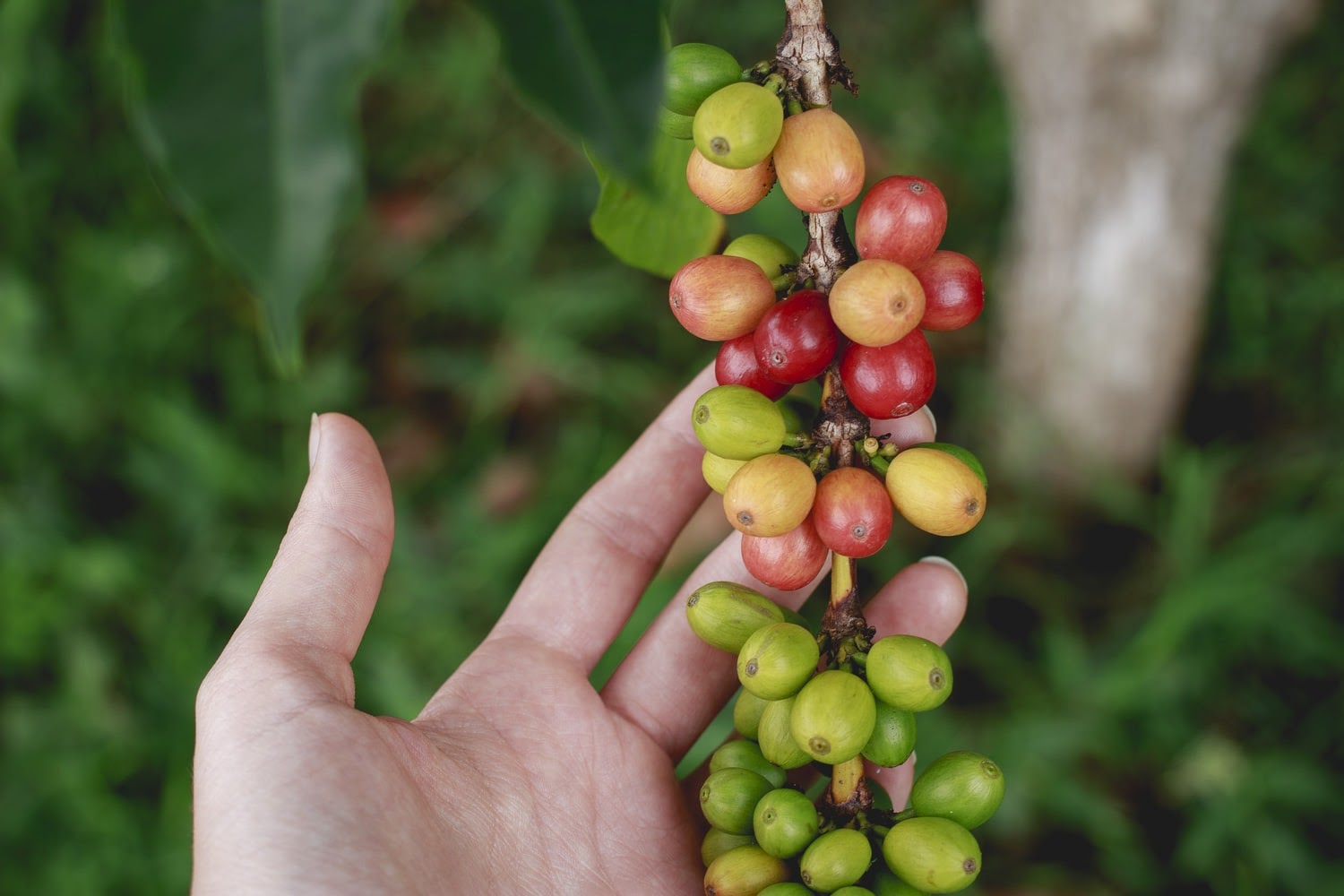 Where do so many types of decaf coffee come from on the island